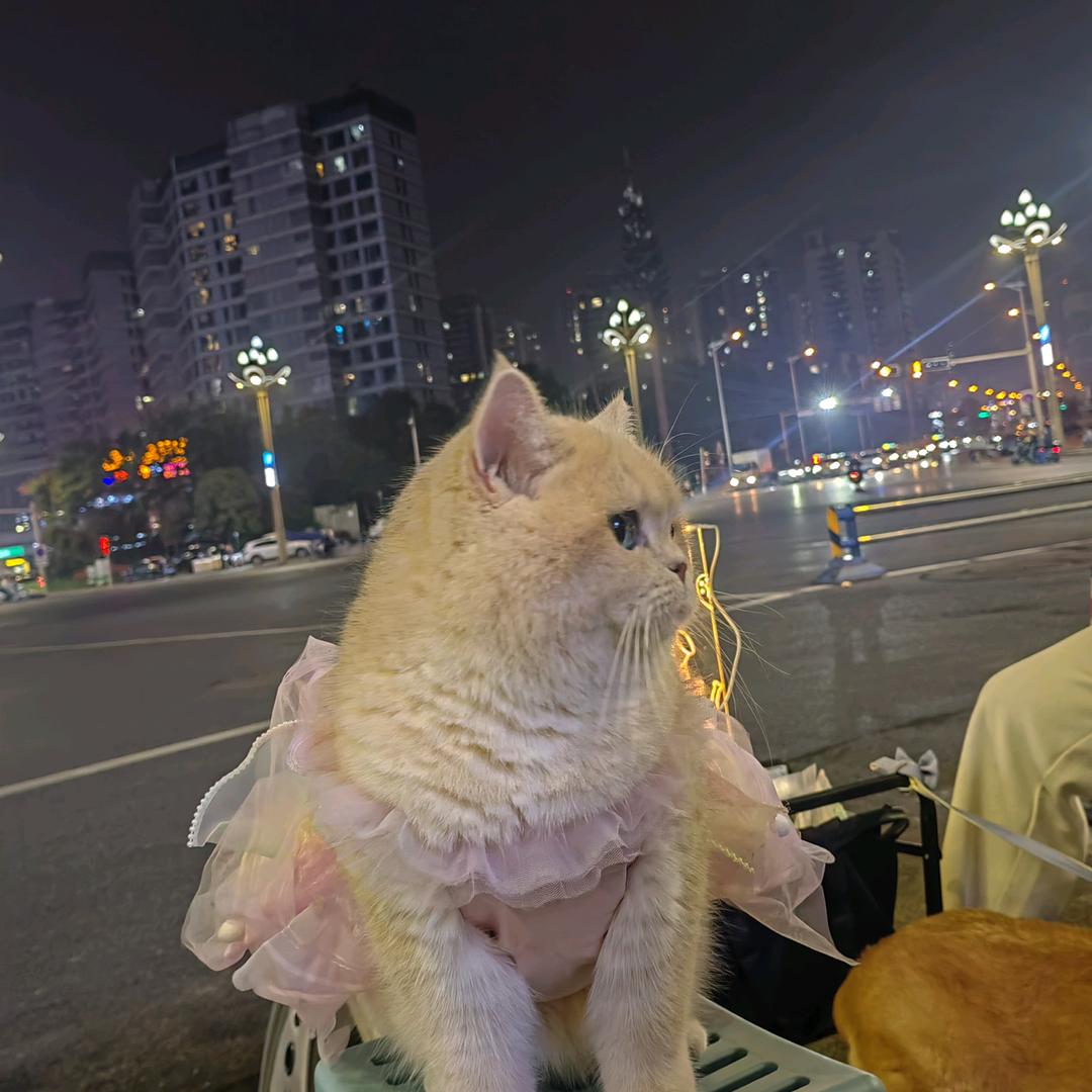 ～🐱此号已注销