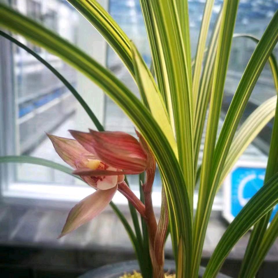 刘开心资源艺草兰花