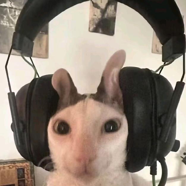 来自四川的猫