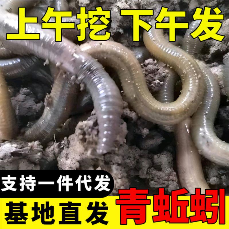 阿海青蚯蚓