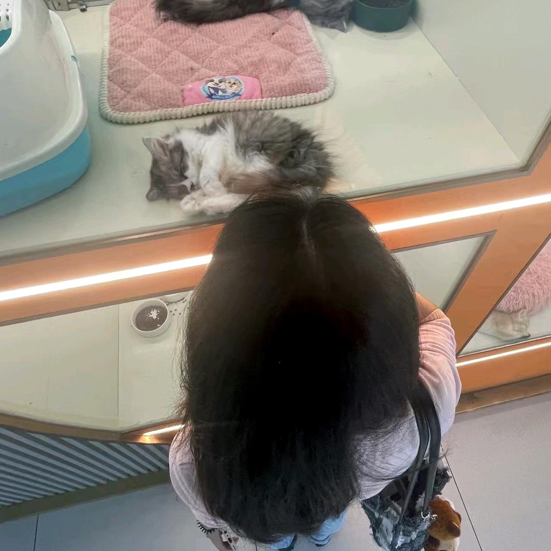 桉楠
