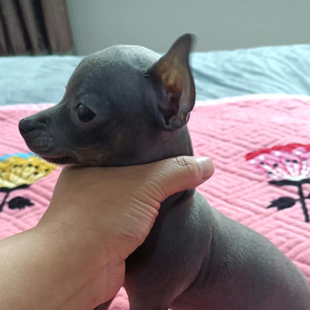 🍎蕾小姐🍎家的🍓毛孩子(小鹿犬)