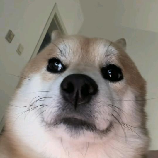 抱紧我的干饭盆