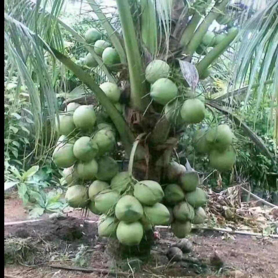 善缘