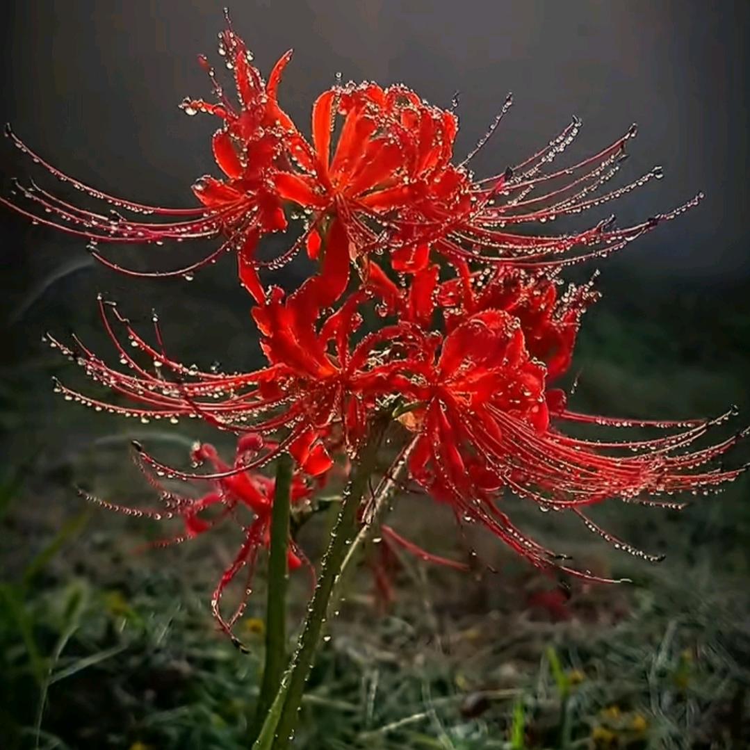 花落微凉梦清幽