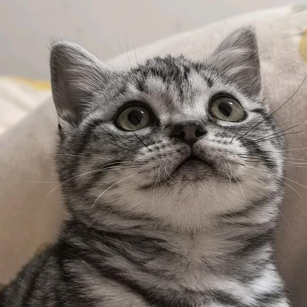 臭臭不臭😸