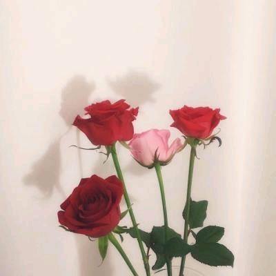 虹霆短剧