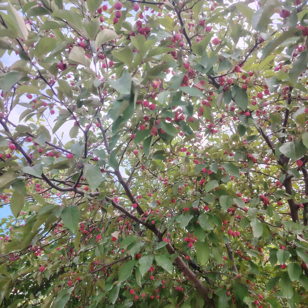 ঞৣঁ🍒ℳღდ₁̶