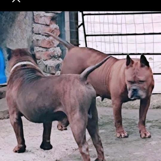 川东猎犬聚会缘