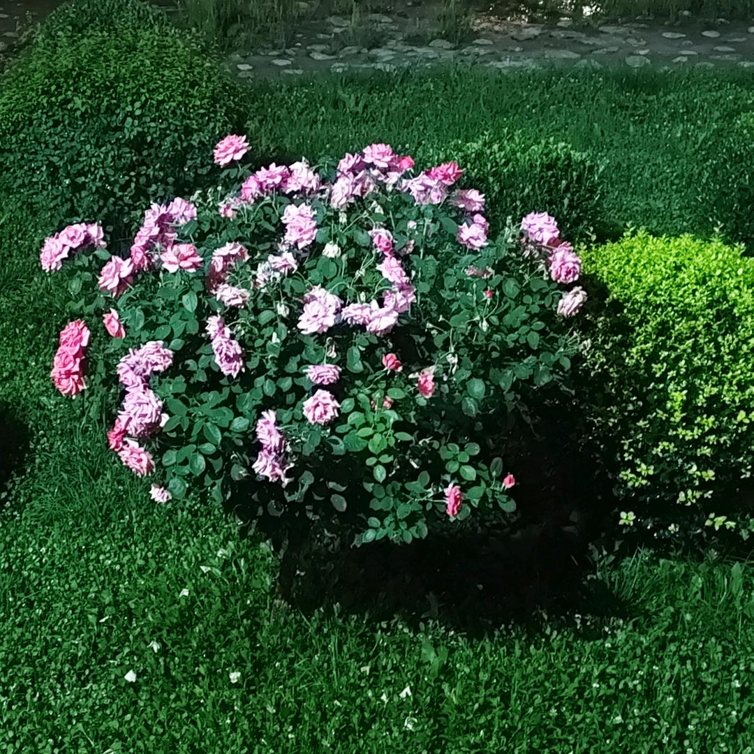 木果