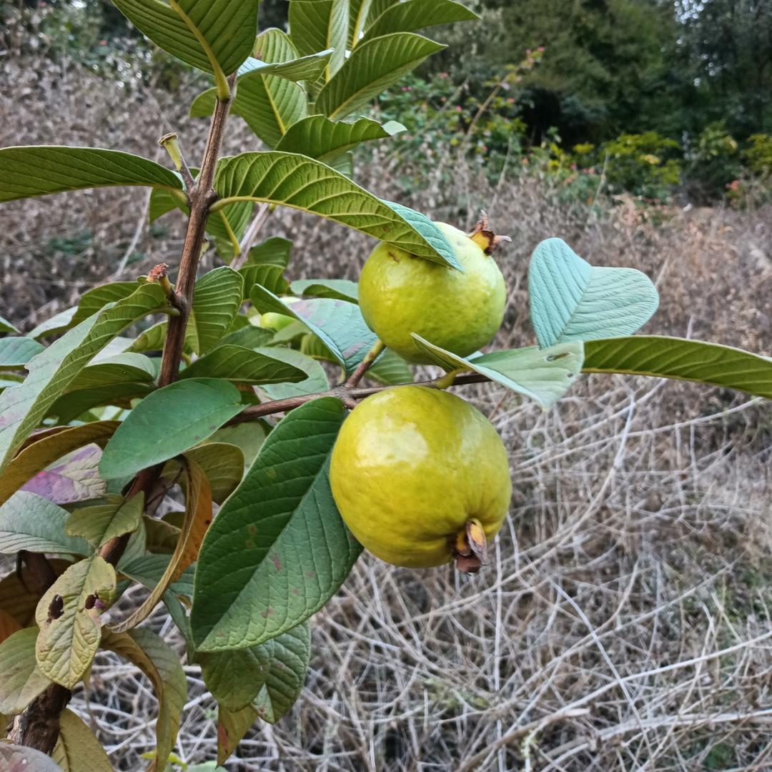背果小赵