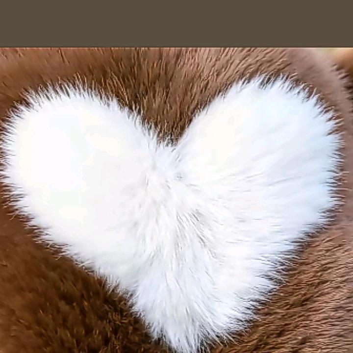 拉巴
