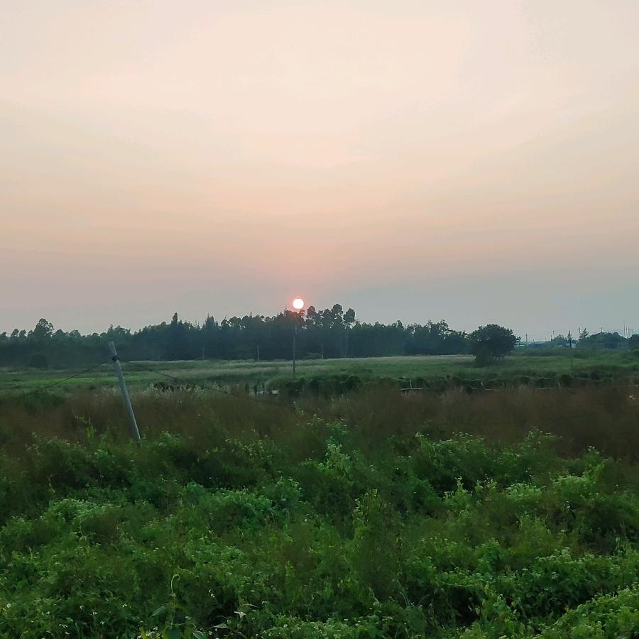 灼灼其华