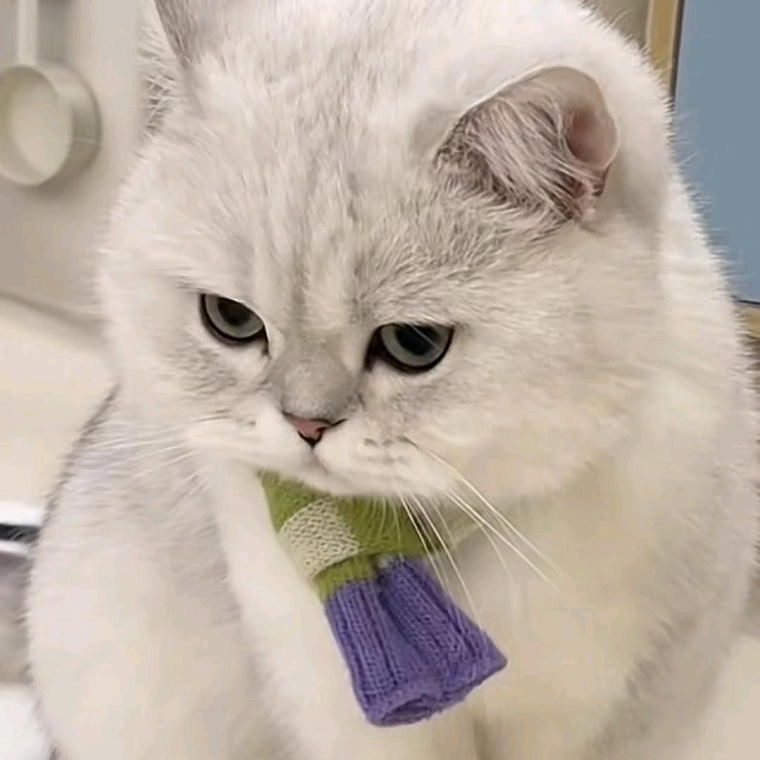 龙王瓜婿