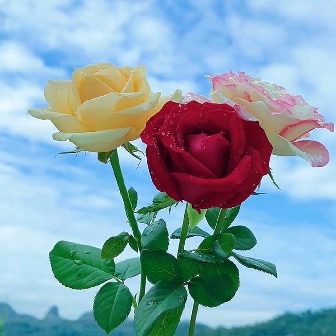 花儿🌸宝贝