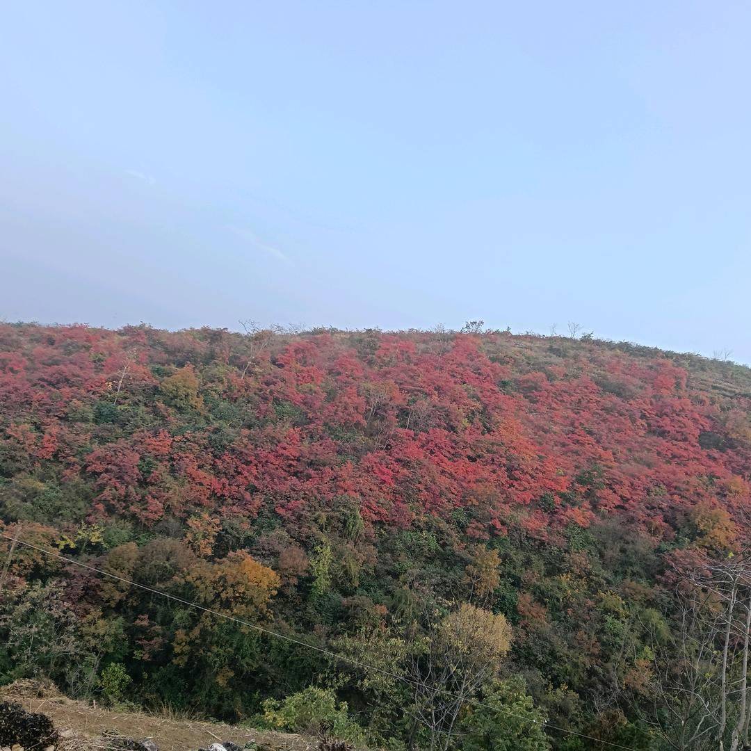 一颗心之为你跳动🌸🌸🌸🌸🌹🌹