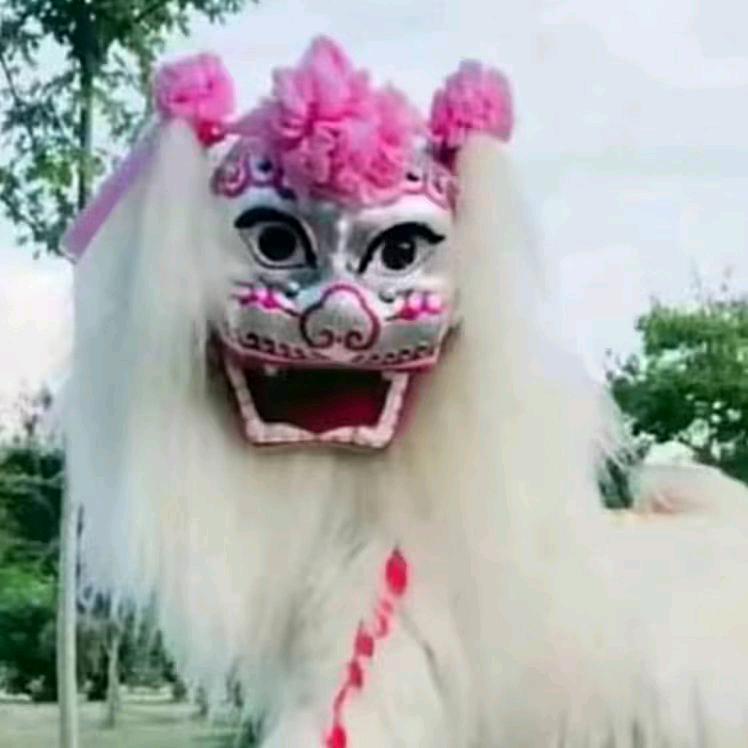 河南濮阳小白狮（全国接单）