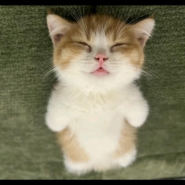 想给老田跳俄舞