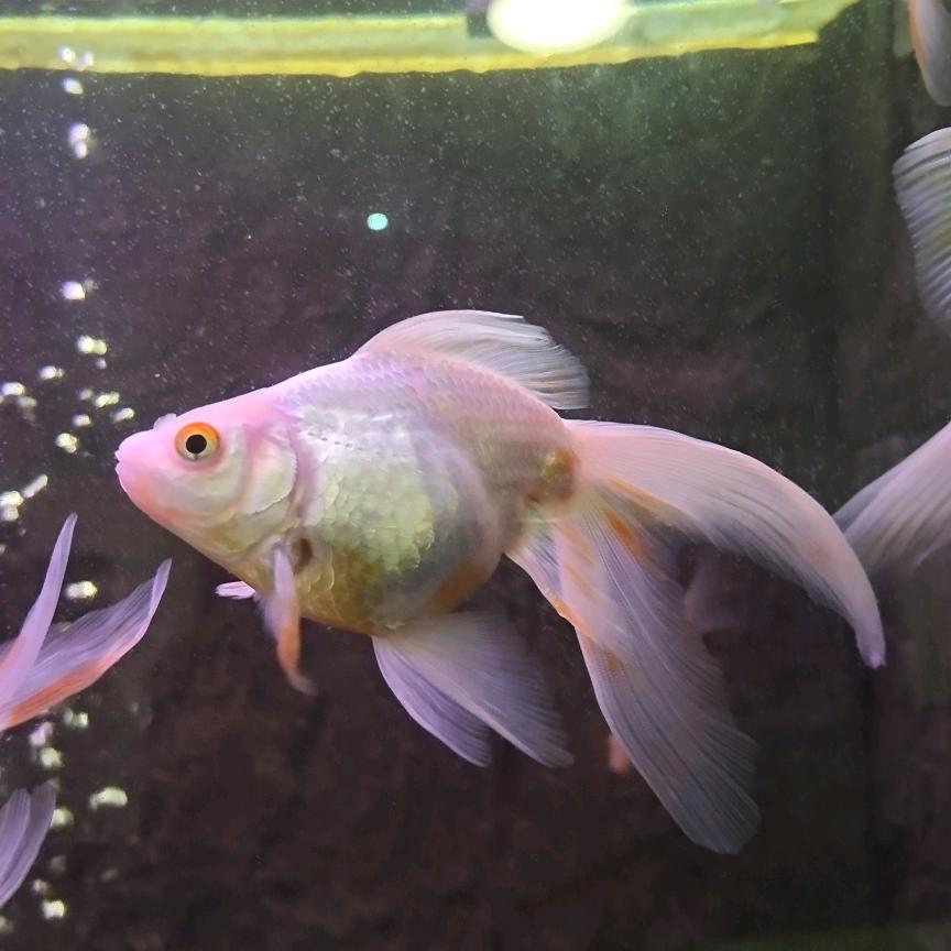 晋江扑街＆杭漂-小小鱼山