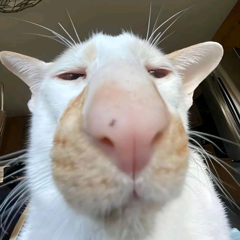 xixixixi