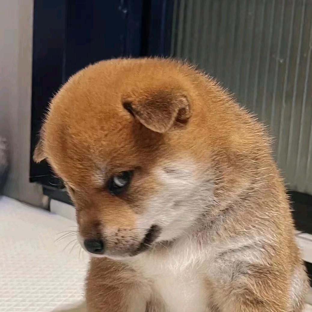 会飞的鱼