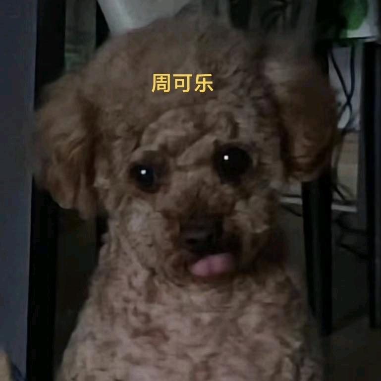 可乐🐩🐩🐩