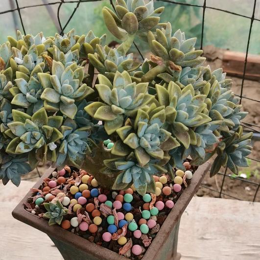 小猫咪，草莓园，王侠