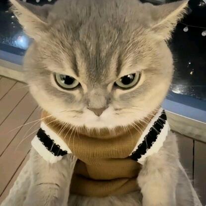 我的小猫真的会笑