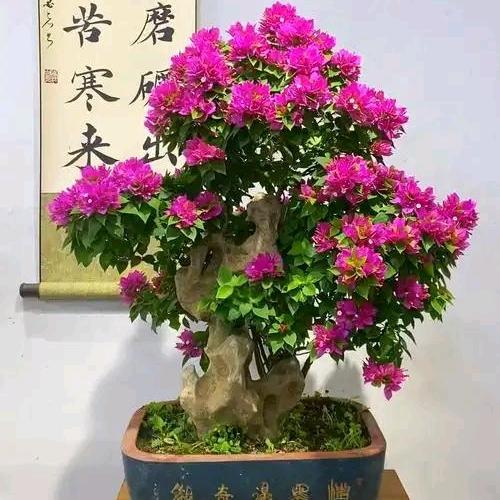 广东一枝花的盆景基地