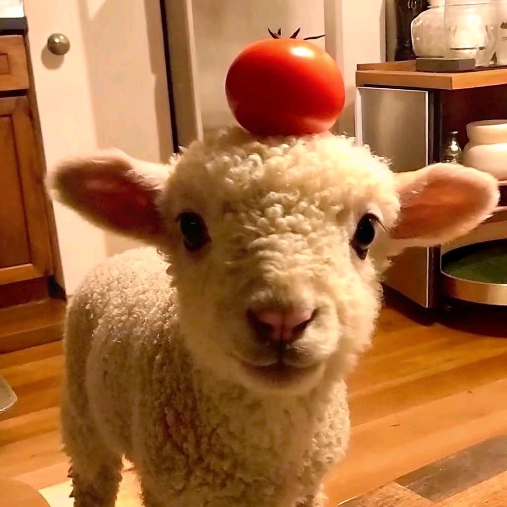 一只🍅羊