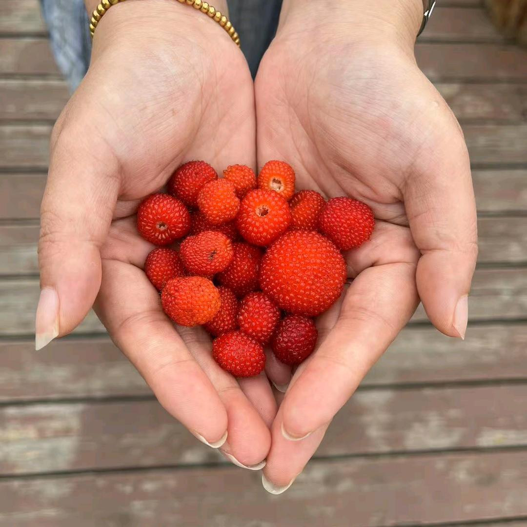 苹🍎果