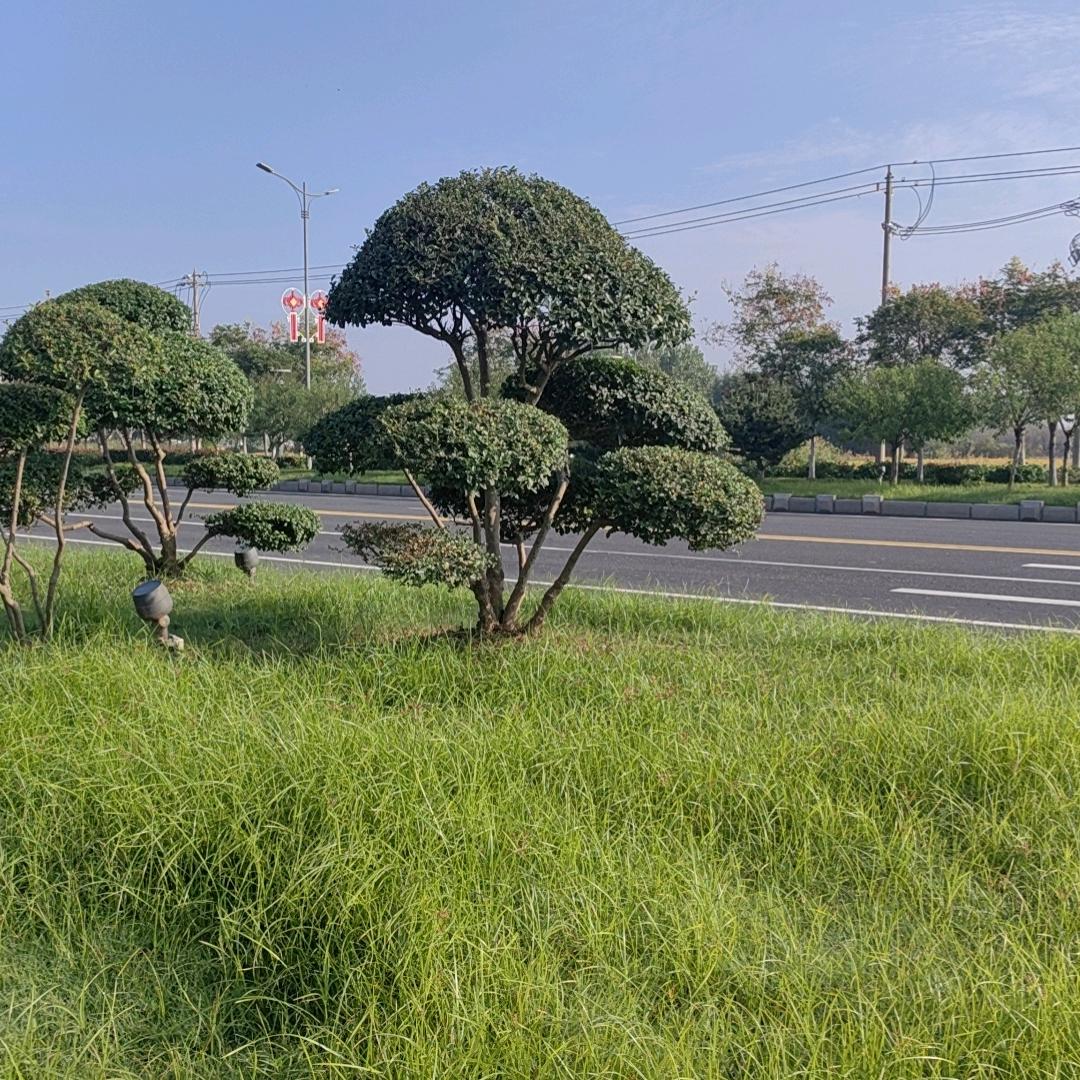 老三