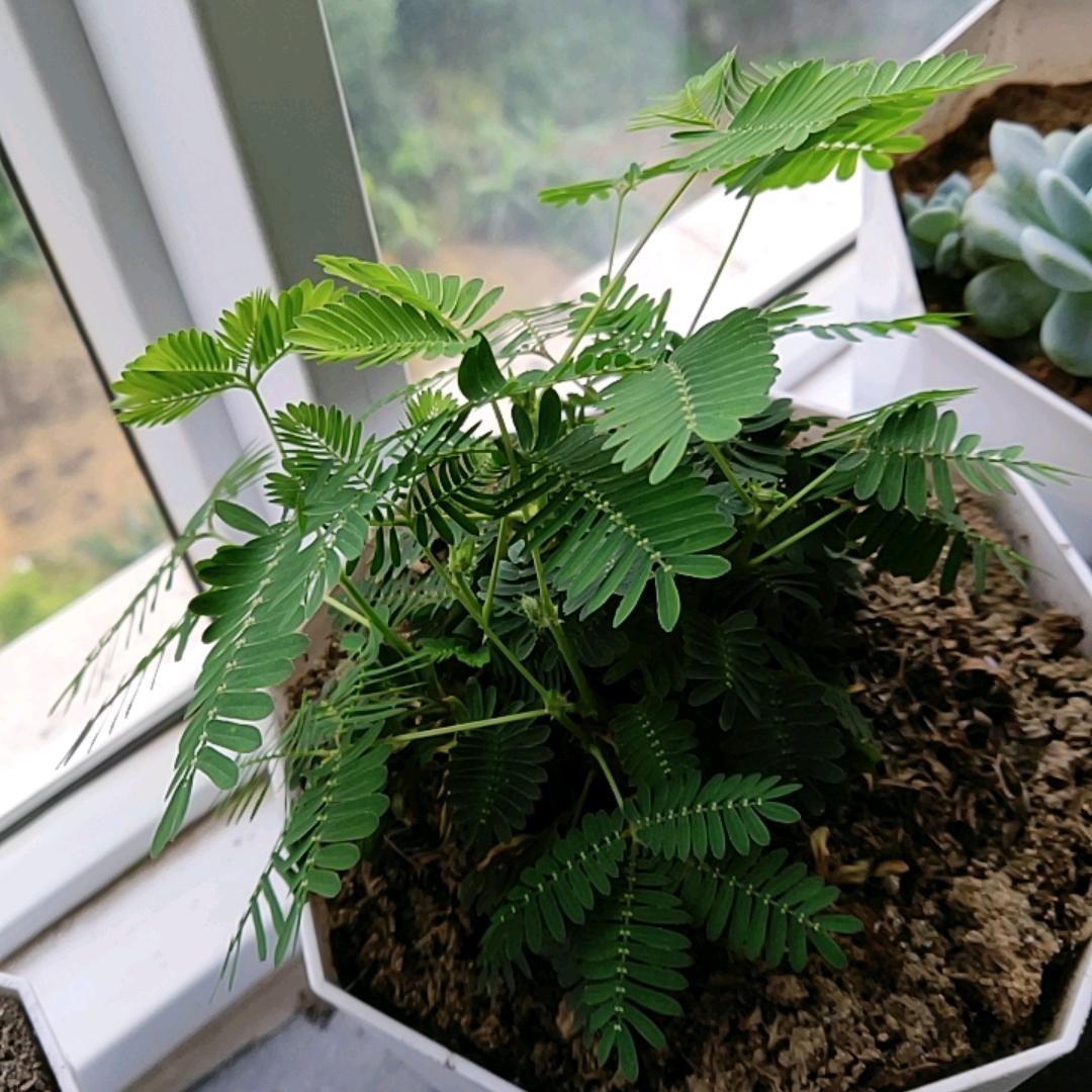 含羞草头像