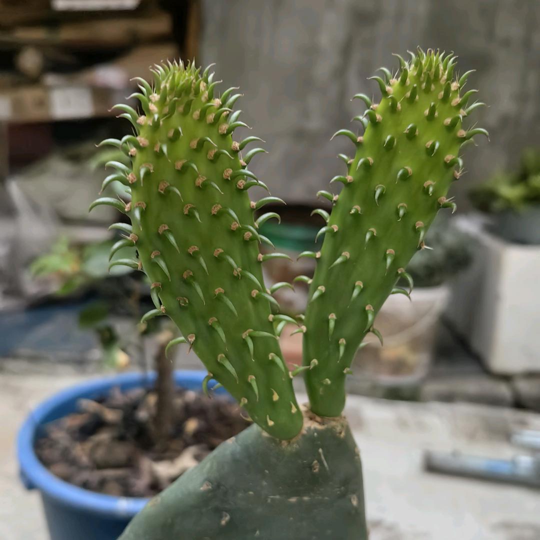 夏天的太阳