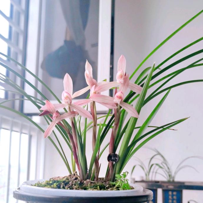 蘭香幽遠（阳台养兰花技术全网第一）