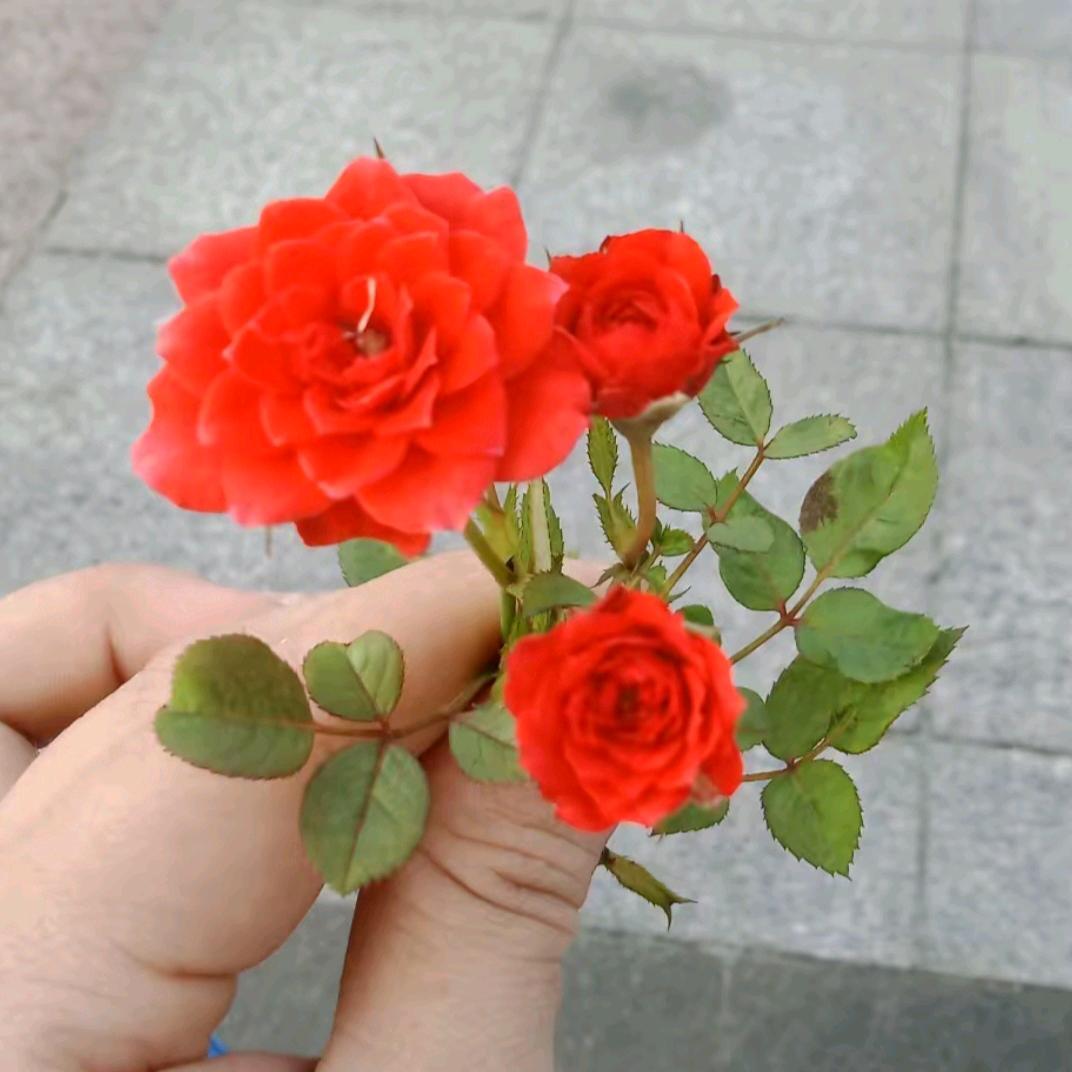 奇葩（小土豆）