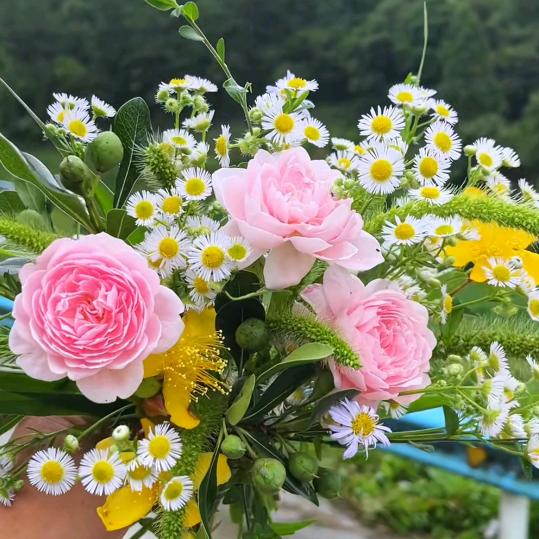 天山⛰️雪莲🌸
