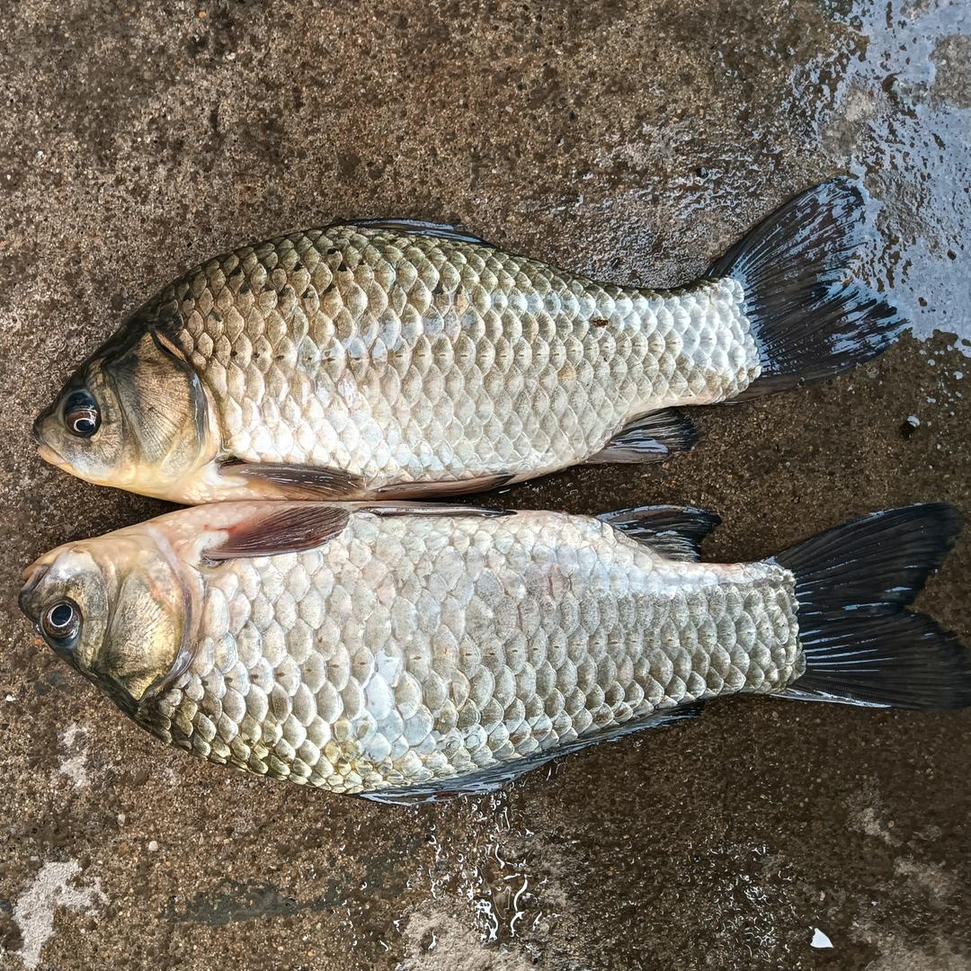 龙飞凤舞
