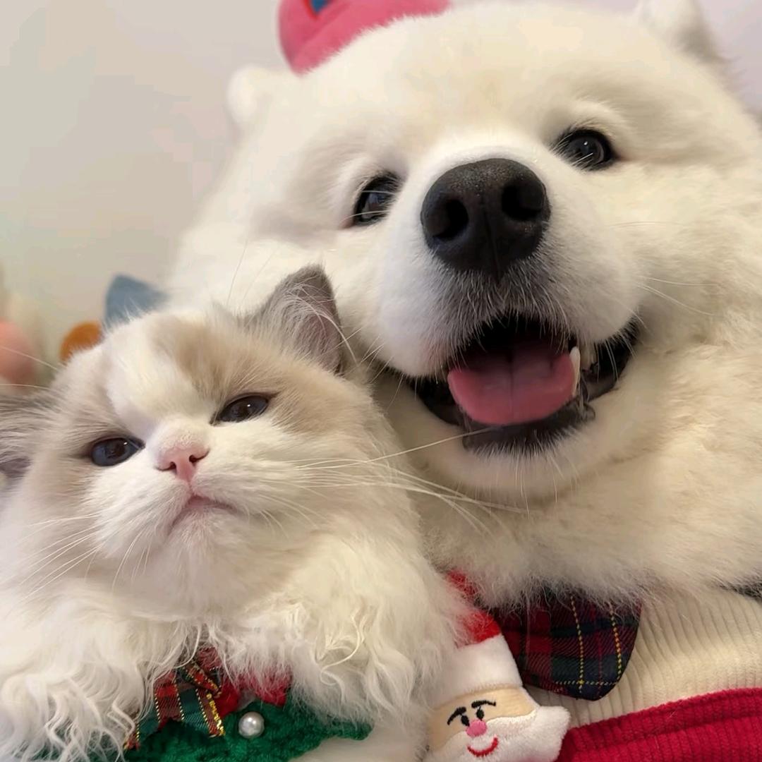 猫狗帮宠物用品店