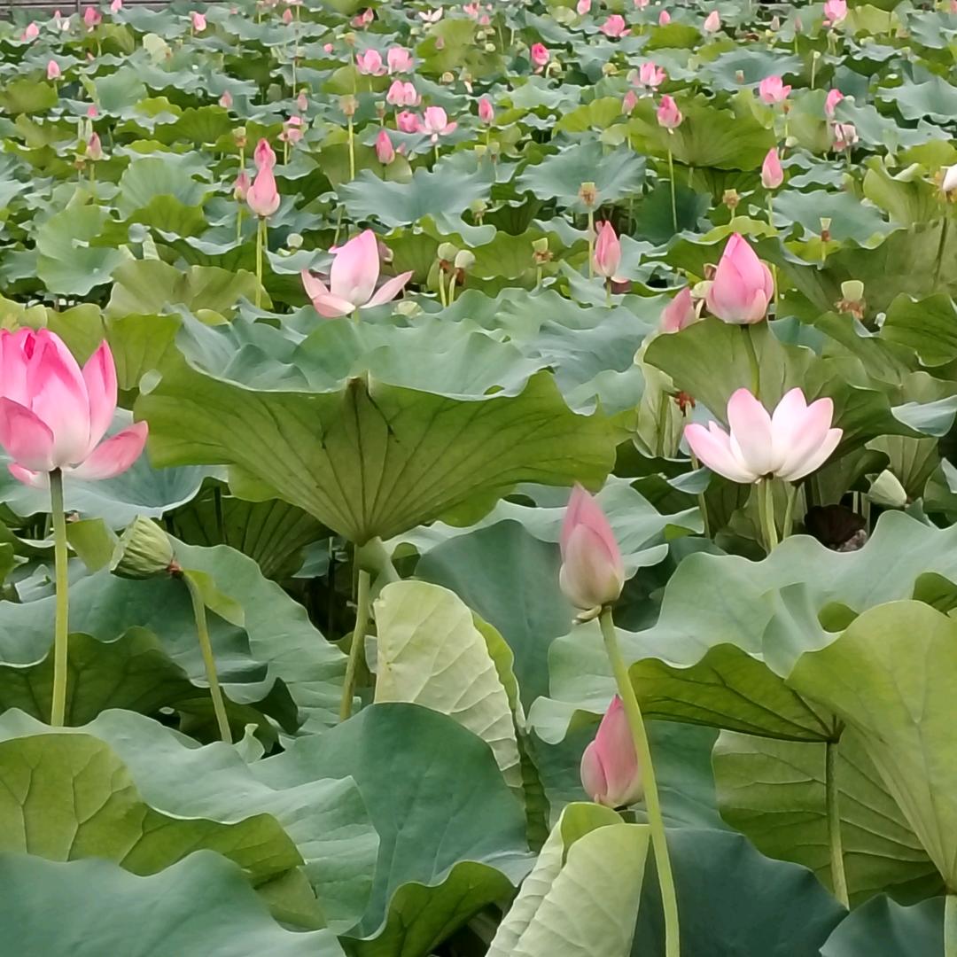菲菲