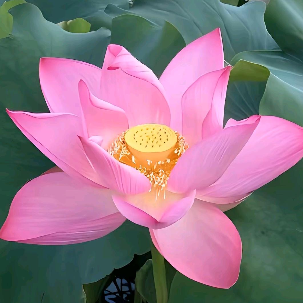 花好月圆.