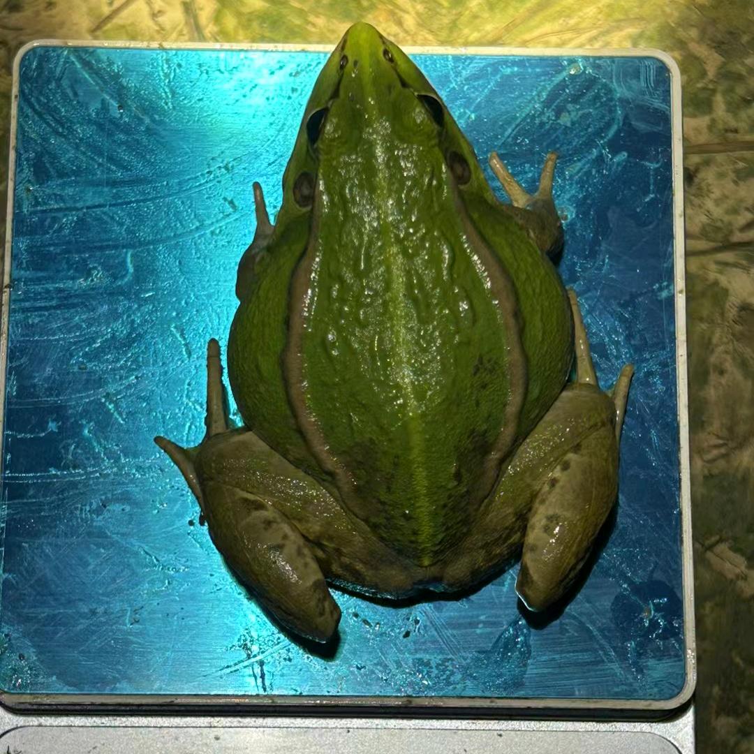 青蛙流通商（重头开始）