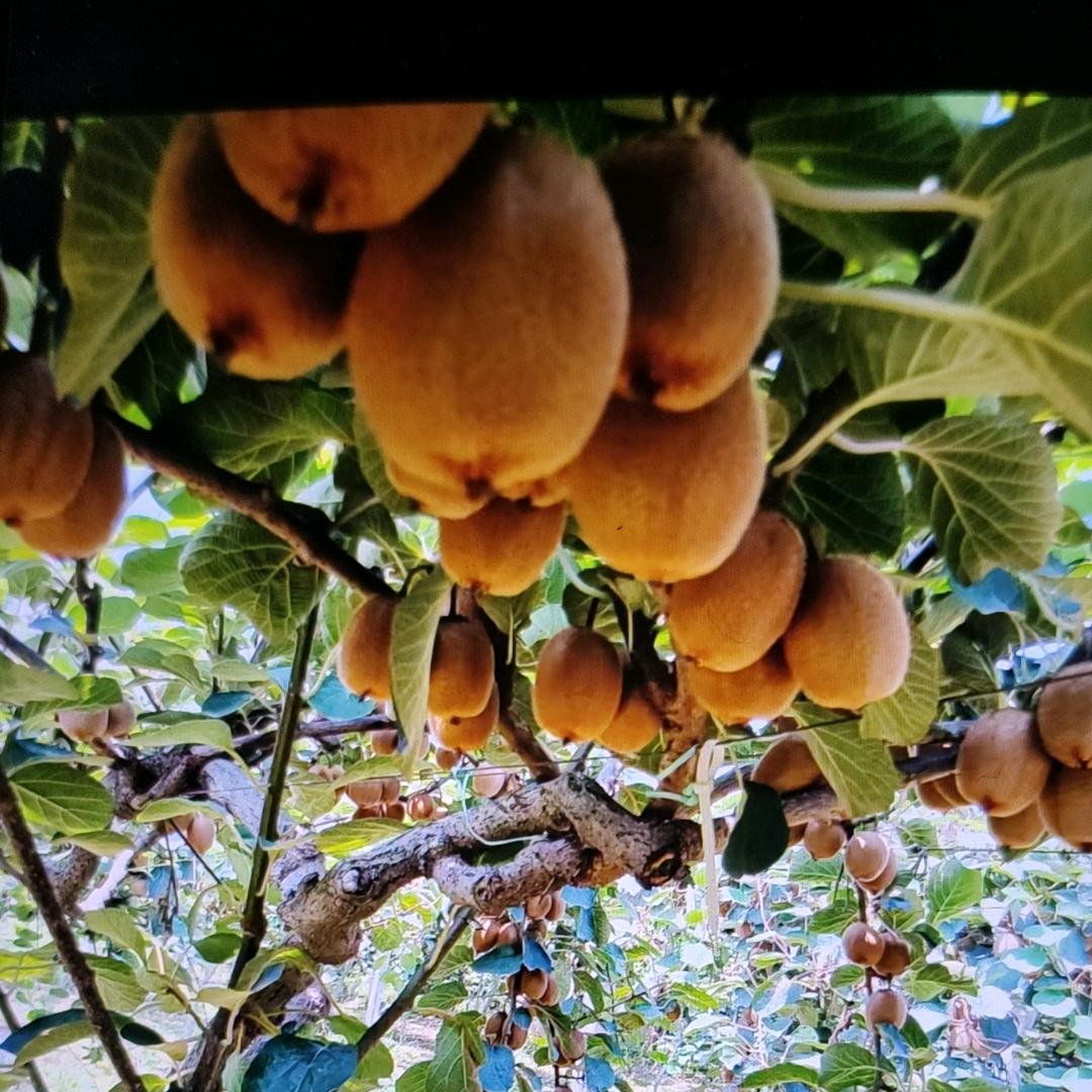 海口美兰吉祥水果店