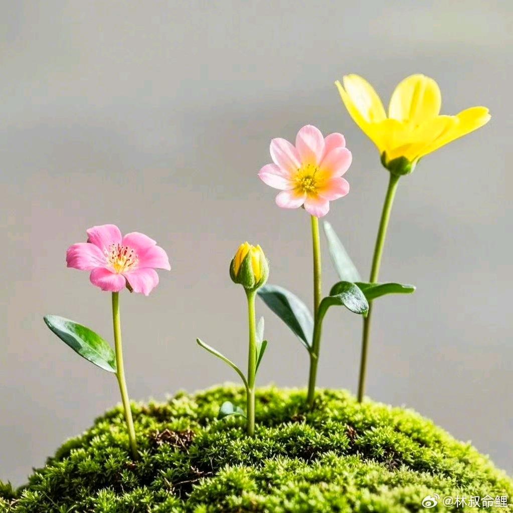 房子视频看主页