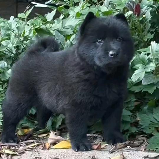 湖北文邦猎犬养殖基地官方号