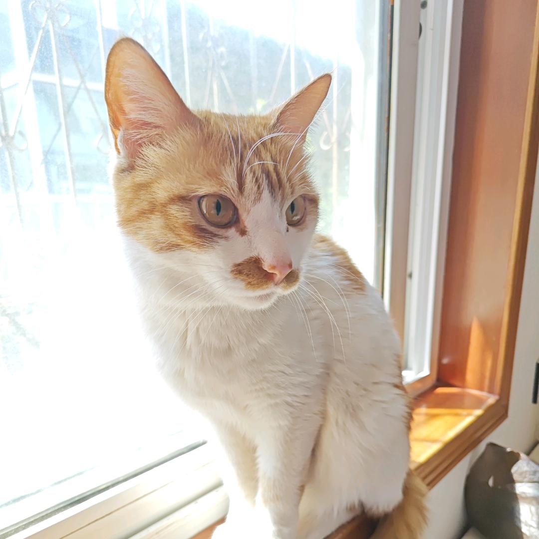 江月何年初映人