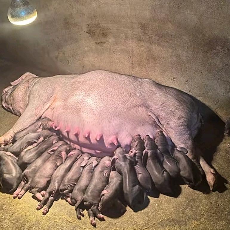 唐小飞苗猪铺