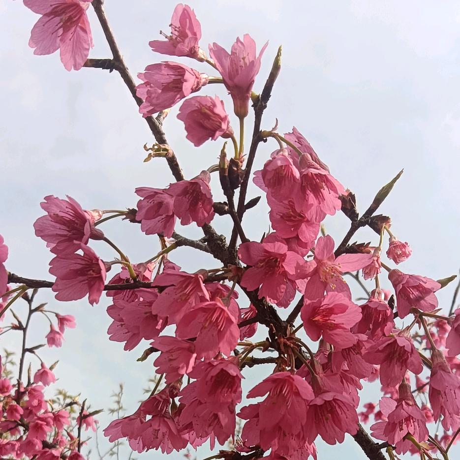 (^-^)林中駿馬(ಡωಡ)