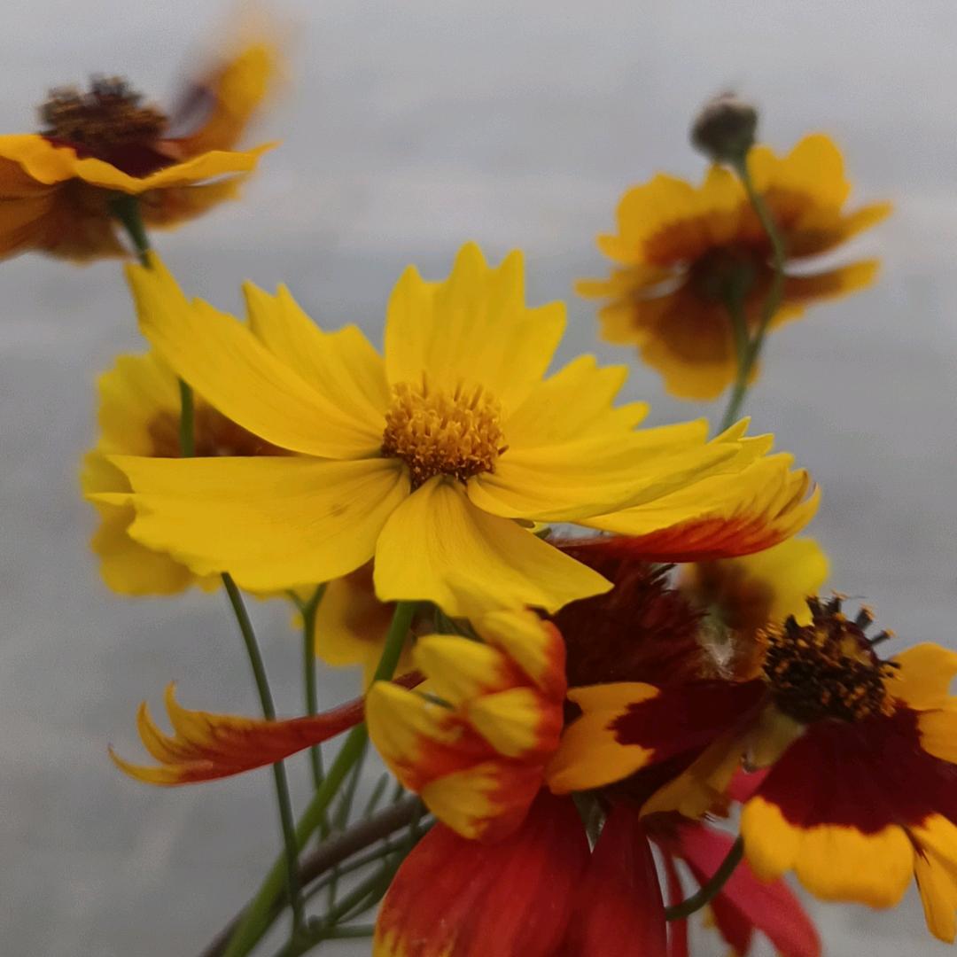 春意盎然🍎🍎🍊🍊🍓🍓袁