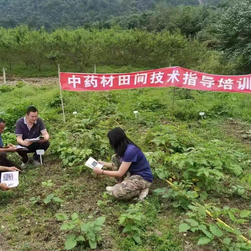 中药材种植小刘